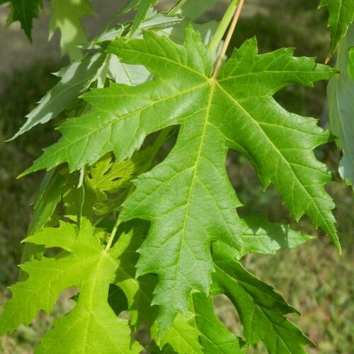    () / Acer saccharinum, 10    , -, 