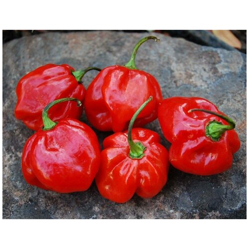    (. Jamaican Red Pepper )  5   , -, 