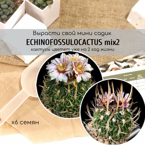            / Echinofossulocactus erectocentrus end grandicorni   , -, 