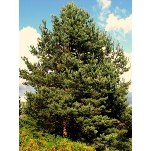    (Pinus sylvestris), 165    , -, 