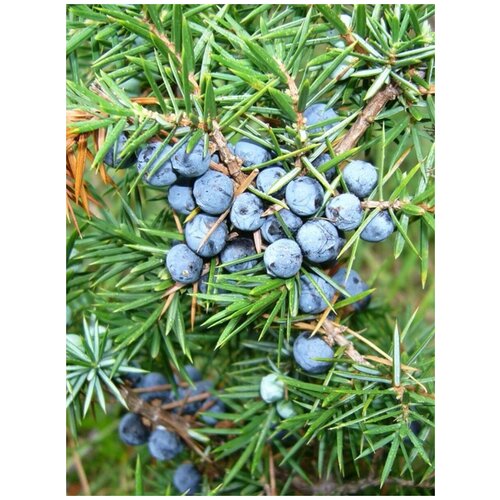    (Juniperus communis), 30    , -, 