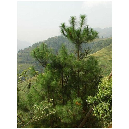    (Pinus massoniana), 20    , -, 