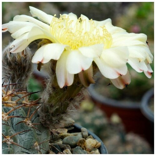     Acanthocalycium glaucum WR-572 10 .   , -, 