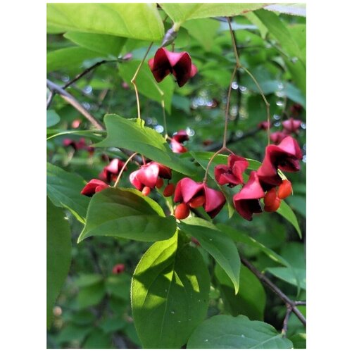    (Euonymus maximowicziana), 10    , -, 