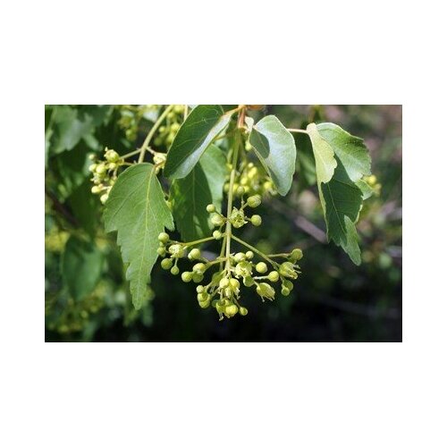   -   (. Acer oliverianum)  10   , -, 