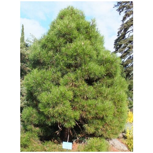    (Pinus nigra pallasiana), 150    , -, 