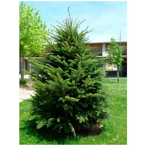     (Abies alba), 15    , -, 