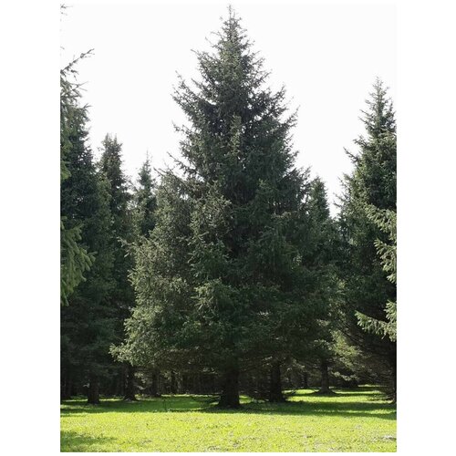   - (Picea schrenkiana tianschanica), 20    , -, 