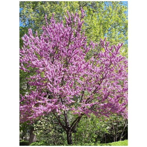   (Cercis chinensis), 15    , -, 