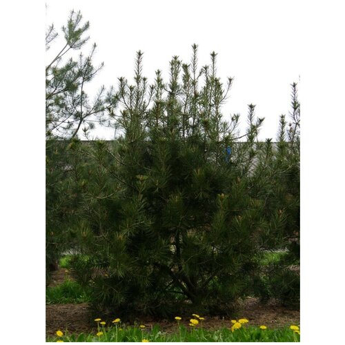    (Pinus bungeana), 10    , -, 