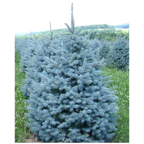     (Picea pungens), 30    , -, 