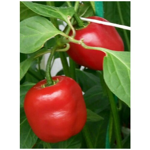    Rocoto red ( ), 5    , -, 