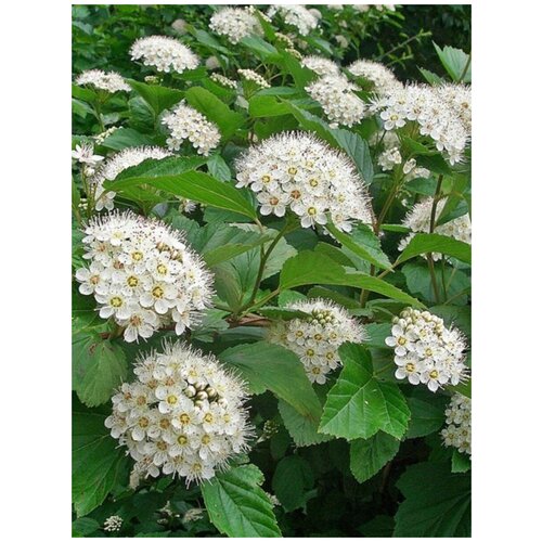    (Physocarpus opulifolius), 100    , -, 