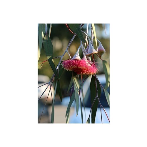   -   -   (. Eucalyptus hybrida)  500   , -, 