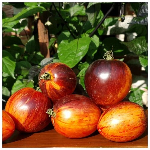   (. Solanum lycopersicum)  10   , -, 