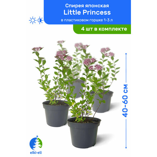   Little Princess ( ) 40-60     1-3 , ,   ,   4    , -, 