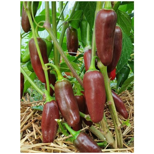    Jalapeno brown ( ), 5    , -, 