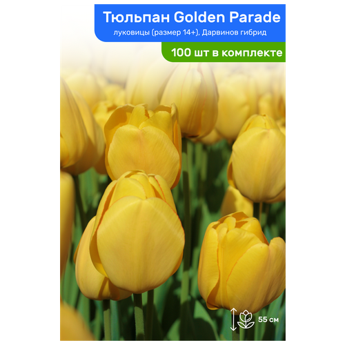   Golden Parade ( ), ,  14+,   100 