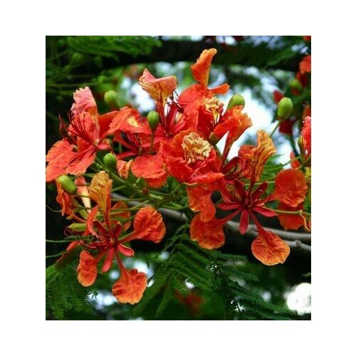   -   (. Delonix Regia)  15   , -, 