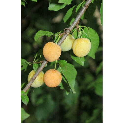   (. Prunus myrobalana)  5    , -, 