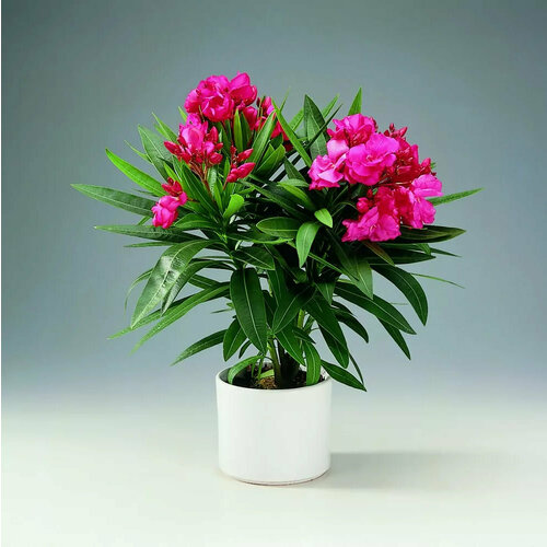      (Nerium oleander) 25  +    , -, 