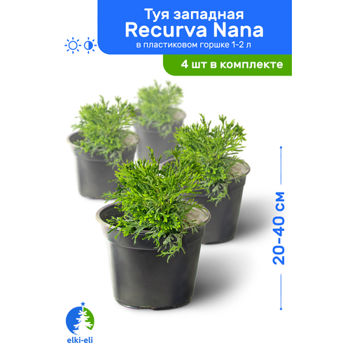   Recurva Nana ( ) 20-40     1-2 , ,   ,   4    , -, 
