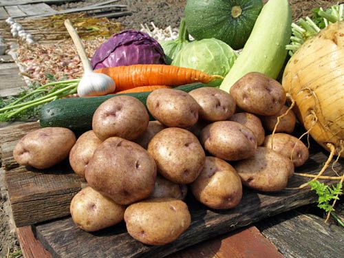 В Курской области подешевели овощи