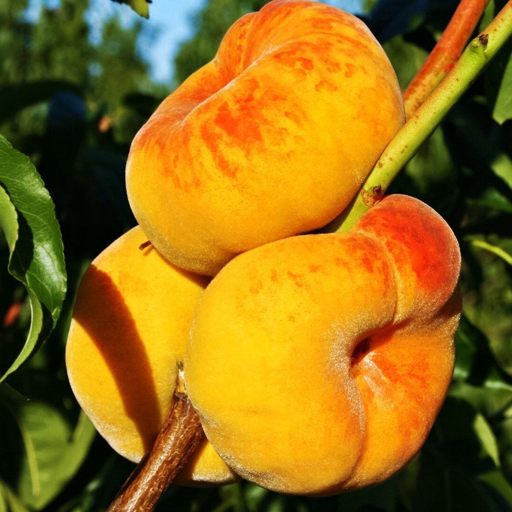 ���������� ������ �������� ���������  