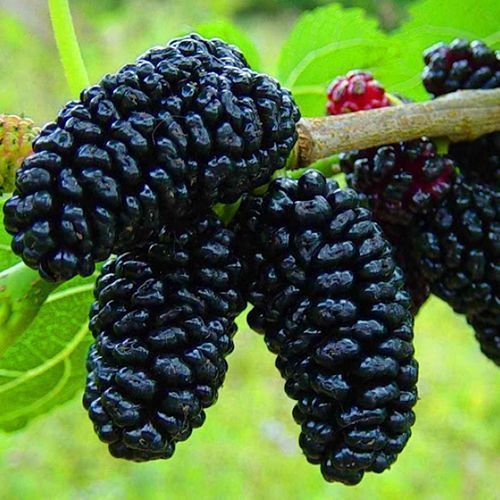 ���������� ��������� ������ ���������  