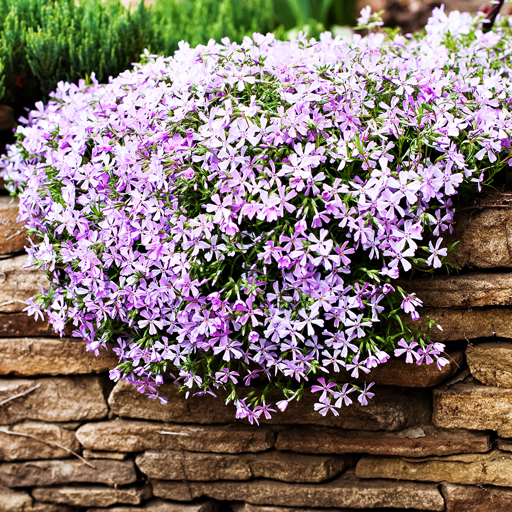 ���������� ����� ���������� ����� �������  