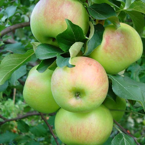 ���������� ������ ��������  