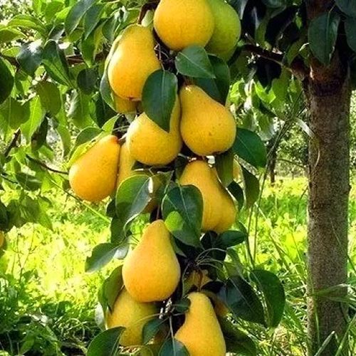 ���������� ����� ������������ ������� �����  