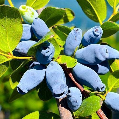 ���������� ��������� ������  