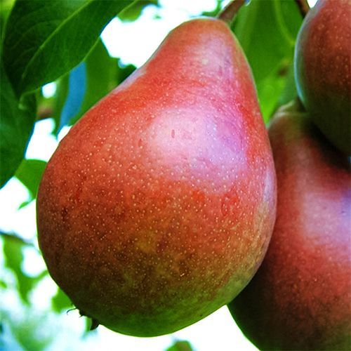 ���������� ����� �������� �����  