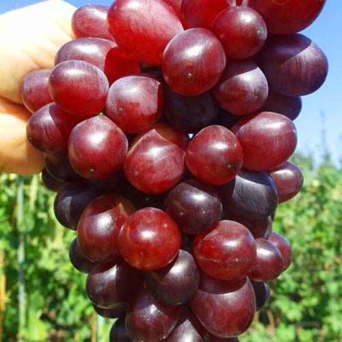 ���������� �������� ������ ������  