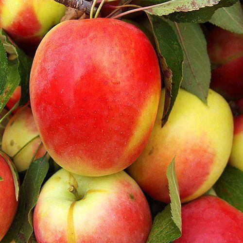 ���������� ������ �������� �����  