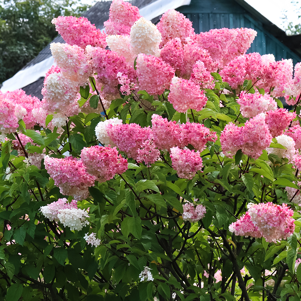 ���������� ��������� ����������� ������� �����  
