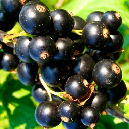 ���������� ��������� ������ ���� �������  