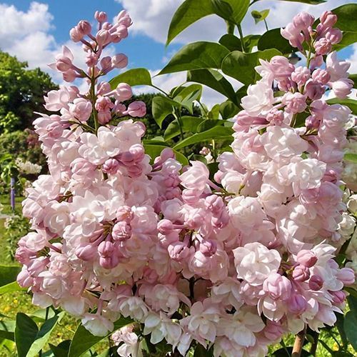 ���������� ������ ��������� ������  