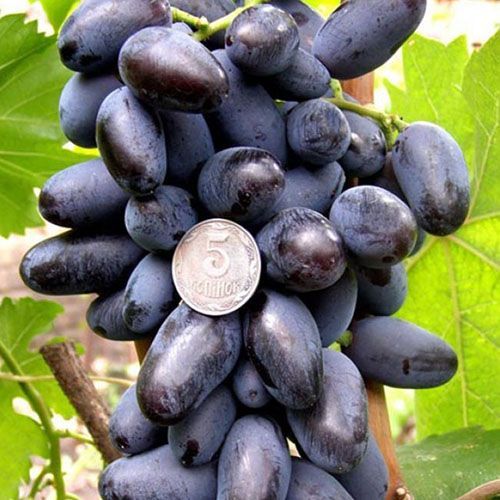 ���������� �������� ��������  