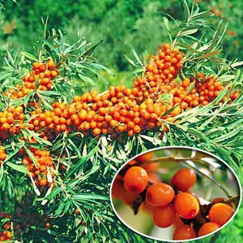 ���������� �������� �������  