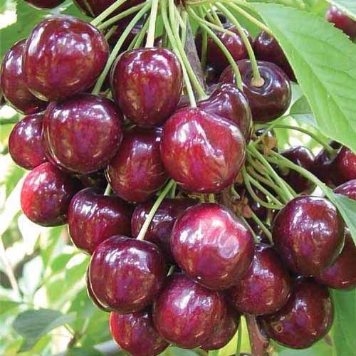 ���������� ������� �������� ������  