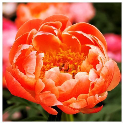 ���������� ���� ����� ����  