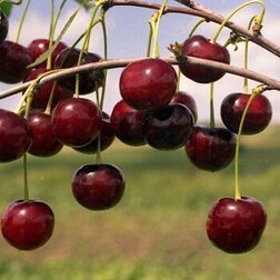 ���������� ����� ��������� ���������  