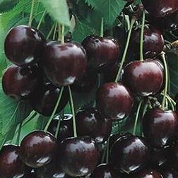 ���������� ����� �����������  