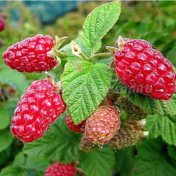 ���������� ������ ������������ ����� ���� 2  