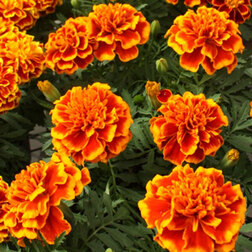���������� �������� ����������� ������� ����� (1��-10 000��) (�����)  