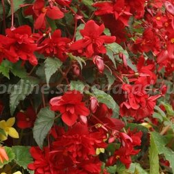 ���������� ������� ��������� ������ �����-������� (1 ��-1000�����) ���������������� ������  