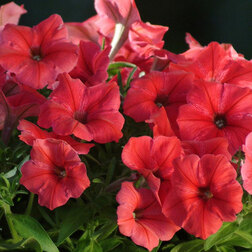 ���������� ������� ����������� ����� ��� (1��-1000 �����) ���������������� ������  