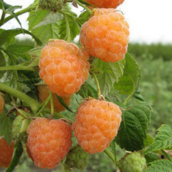 ���������� ������ ��������  